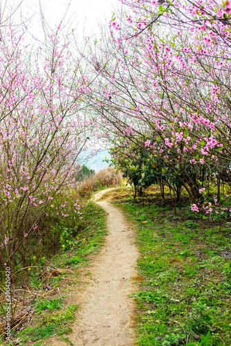 The country scenery is in spring