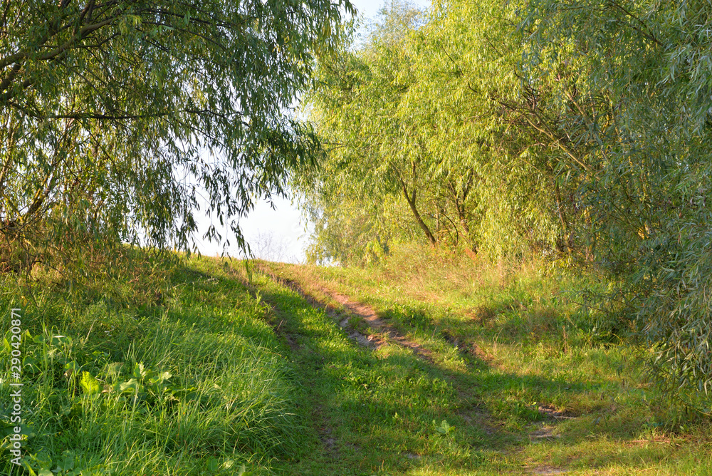 Fototapeta premium Road in the countryside.