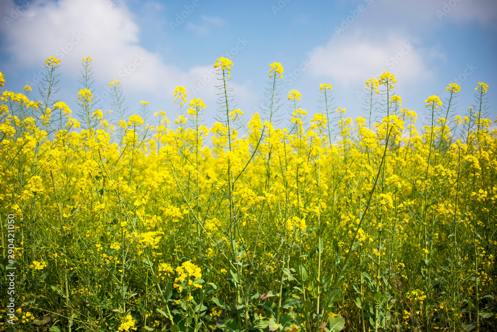Rape flower in full bloom Rape flower in full bloom