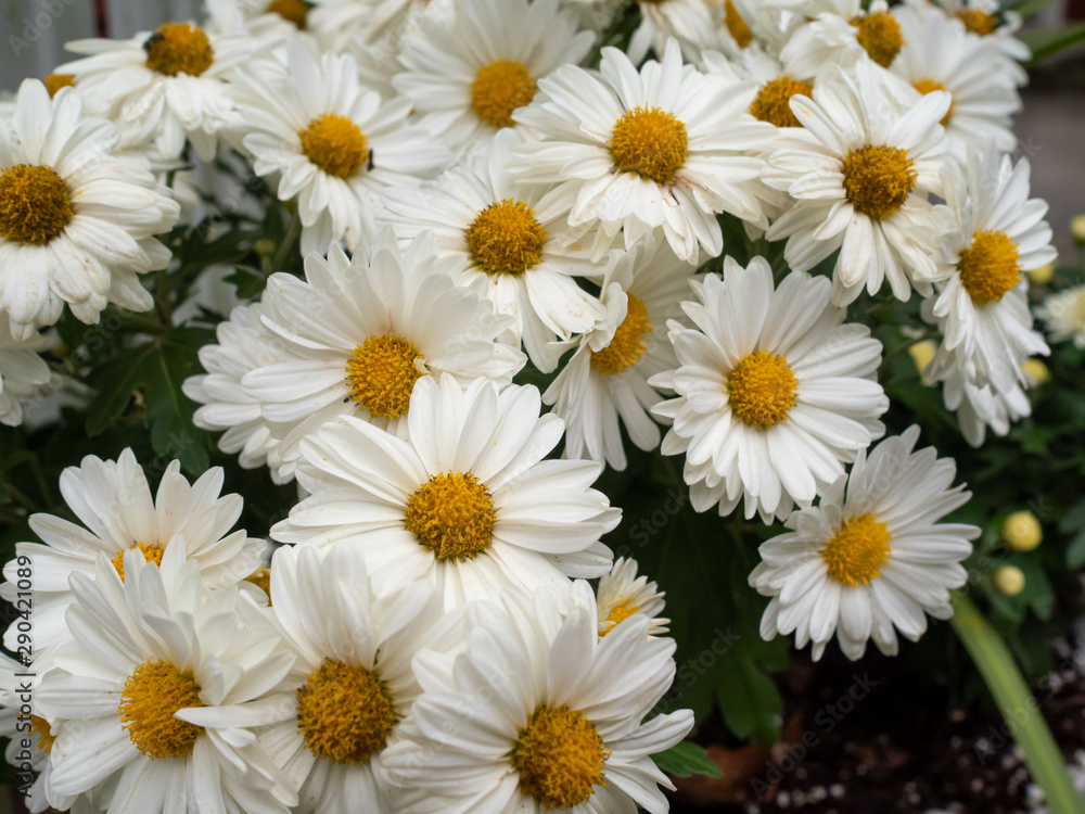 Fototapeta premium close-up of white daisies in the garden in autumn