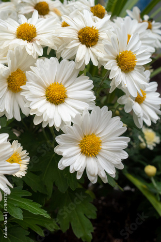 vertical close-up of white daisies in the garden in autumn