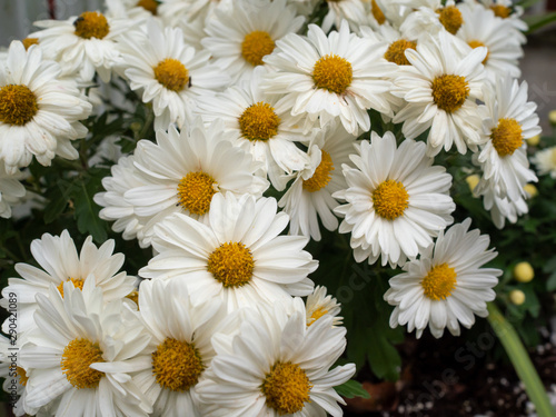 close-up of white daisies in the garden in autumn