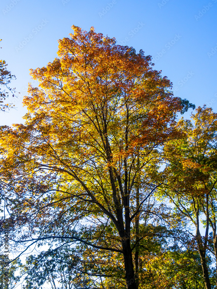 tree with full fall color foliage in autumn tree with full fall color foliage in autumn