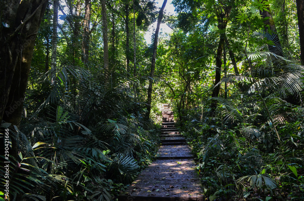 rain forest in Umphang Thailand rain forest in Umphang Thailand