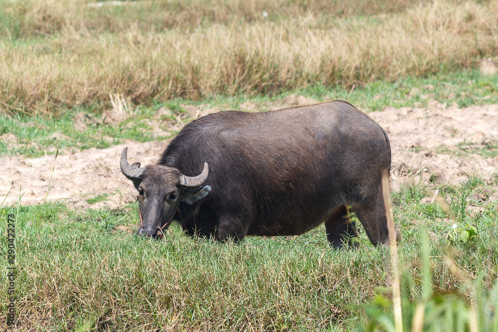 Buffalo on field