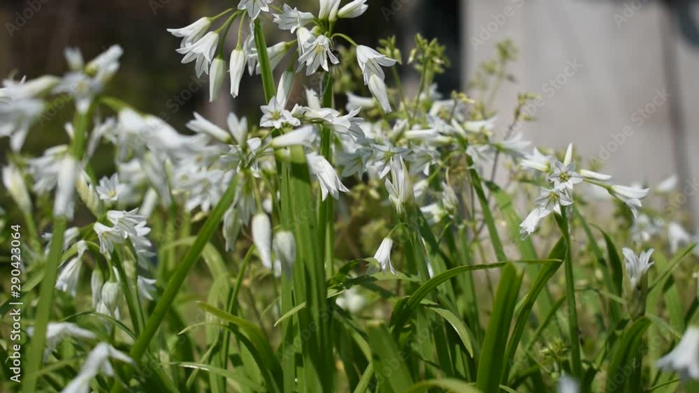 A bee extracting nectar from several tiny white flowers. A bee extracting nectar from several tiny white flowers.