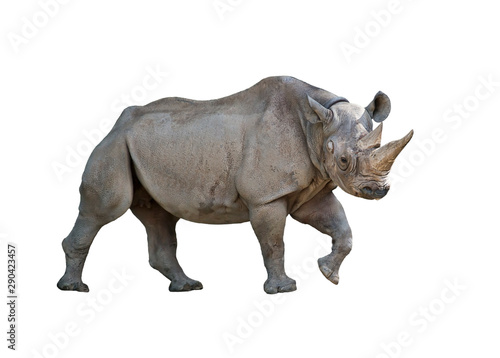 black rhinoceros on white background