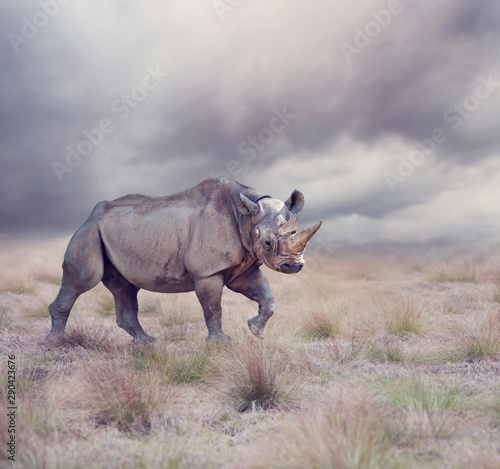black rhinoceros walking © SunnyS