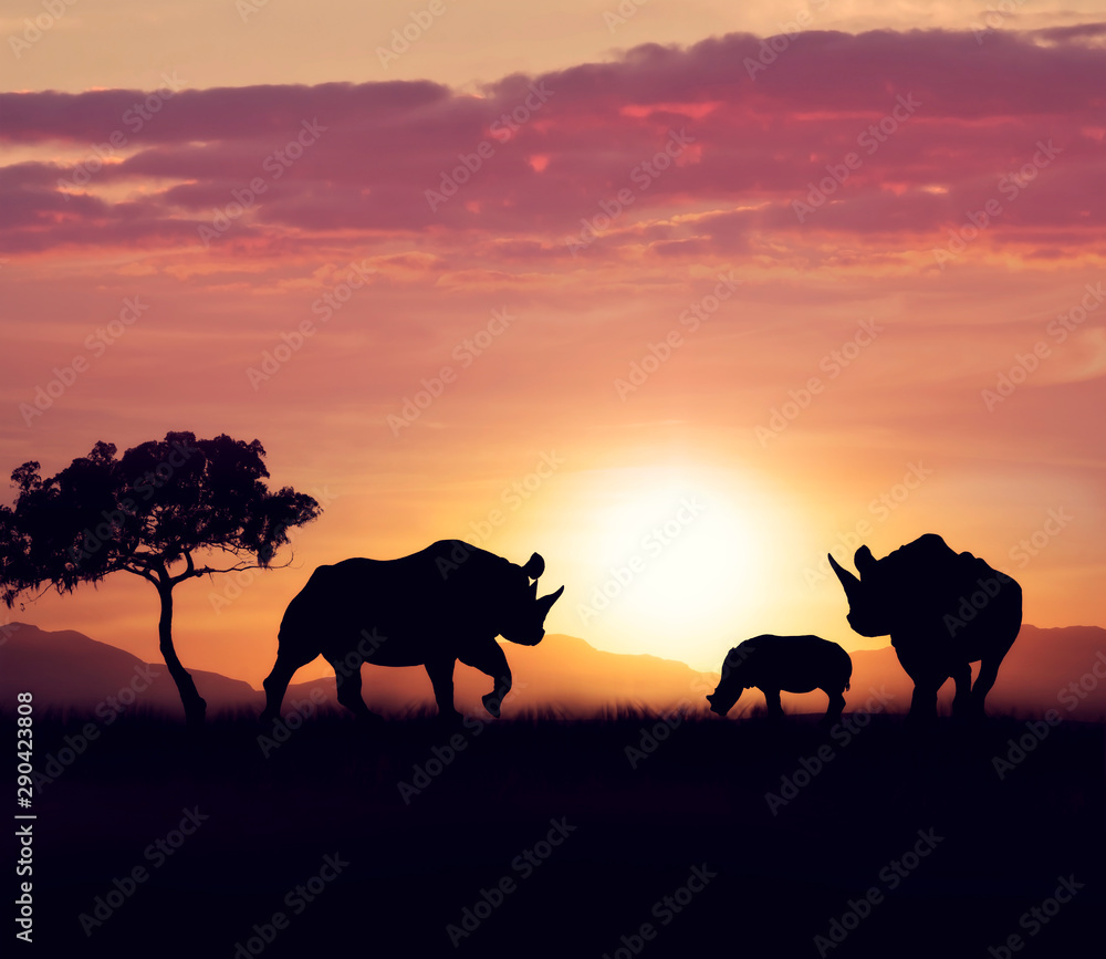  rhinoceros family at sunset