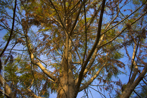 Árbol de otoño