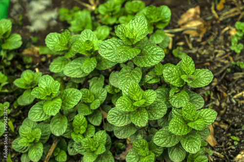Menta