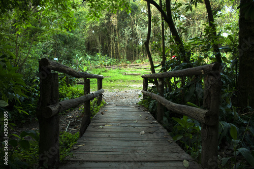 Puente en el bosque