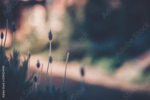 Field of Lavender with sunlight, Lavandula angustifolia; vintage style