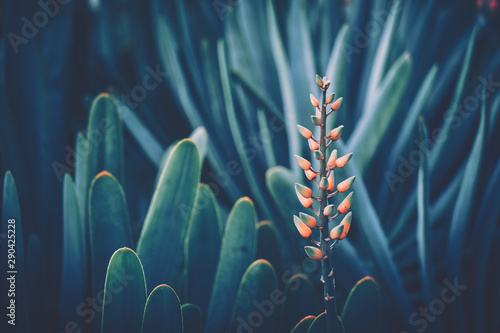 Aloe Flower with vintage style