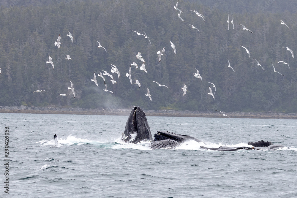 Fototapeta premium Bubble net feeding