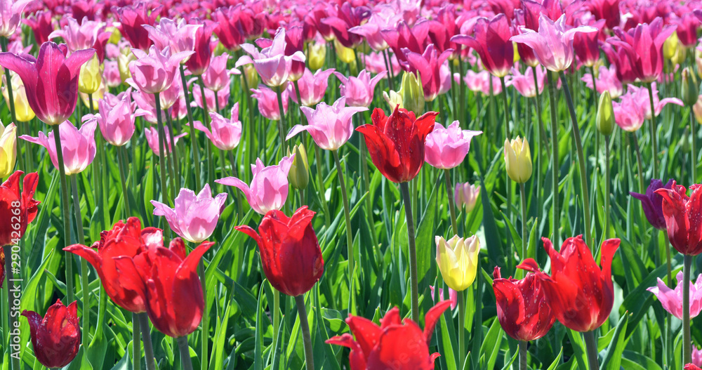 Beautiful Red, Orange, Pink, Yellow Tulips in the field with green background. Beautiful Red, Orange, Pink, Yellow Tulips in the field with green background.