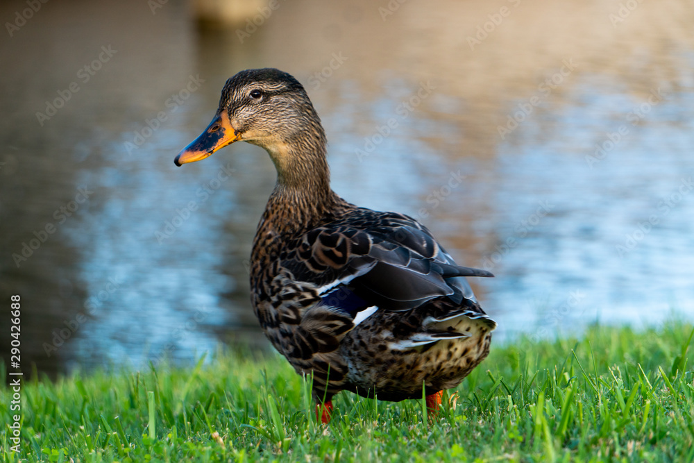 Fototapeta premium Duck by water