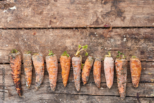 Rotten carrots laid out in a row.
