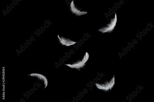abstract, soft white feathers falling down in the air, isolated on black background