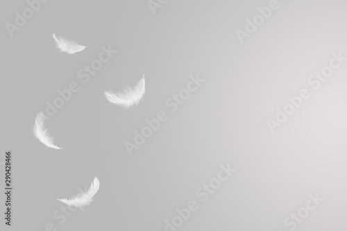 abstract, soft white feathers floating in the air, grey background