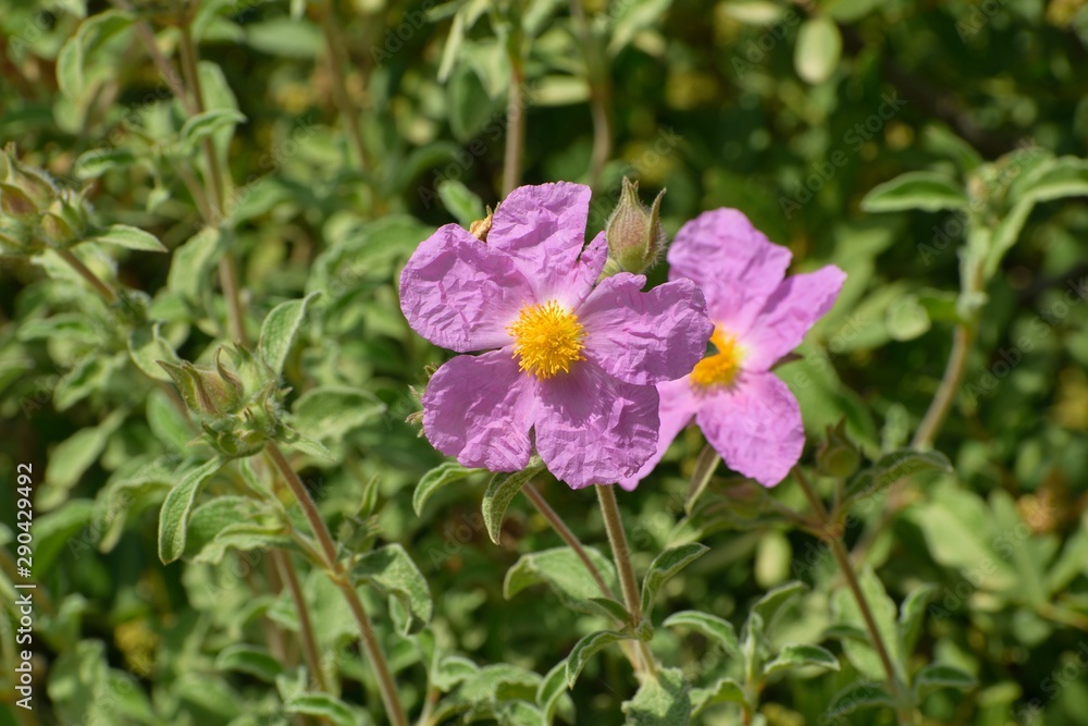 Close up of the flower of the dog rose bush. Close up of the flower of the dog rose bush.