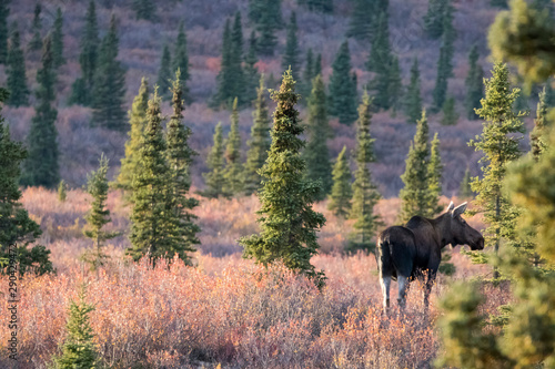 moose at denali national park alaska