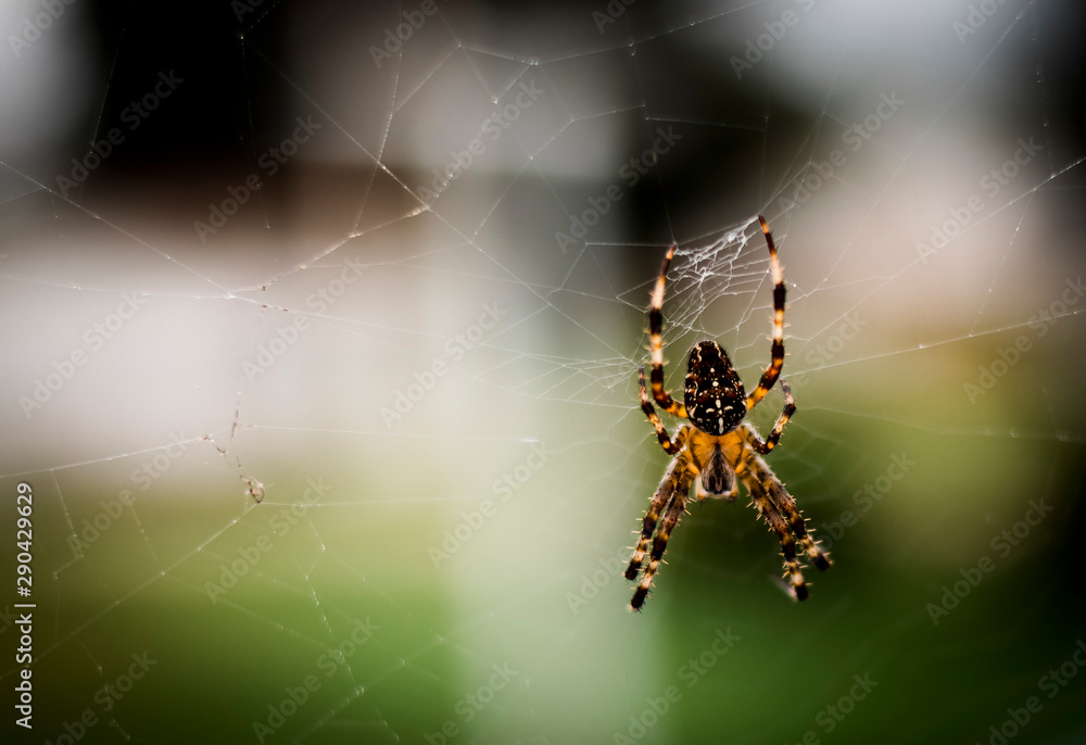 spider on web spider on web