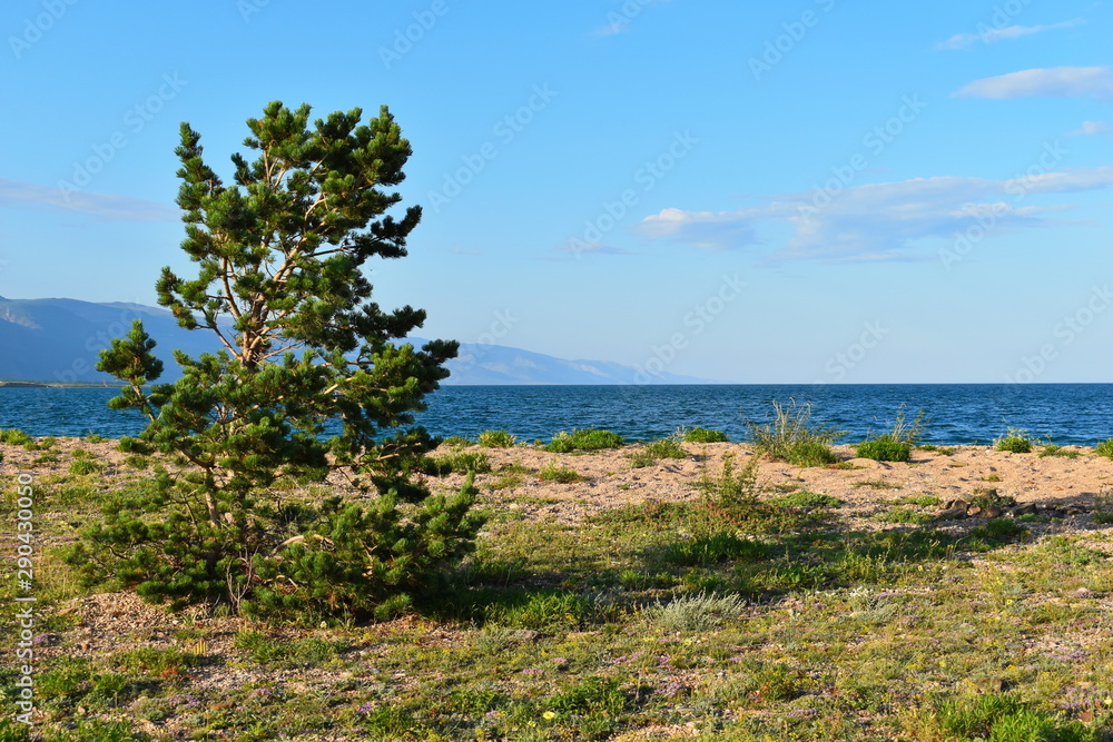 Lonely tree and mountain landscape. Magic Lake Baikal. Picturesque amazing nature landscape of Siberia.