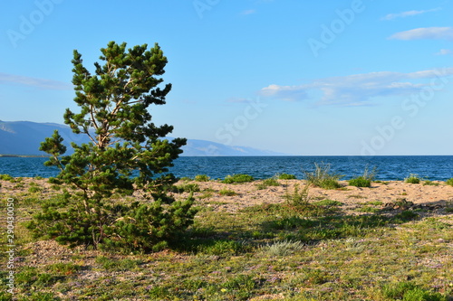 Lonely tree and mountain landscape. Magic Lake Baikal. Picturesque amazing nature landscape of Siberia.