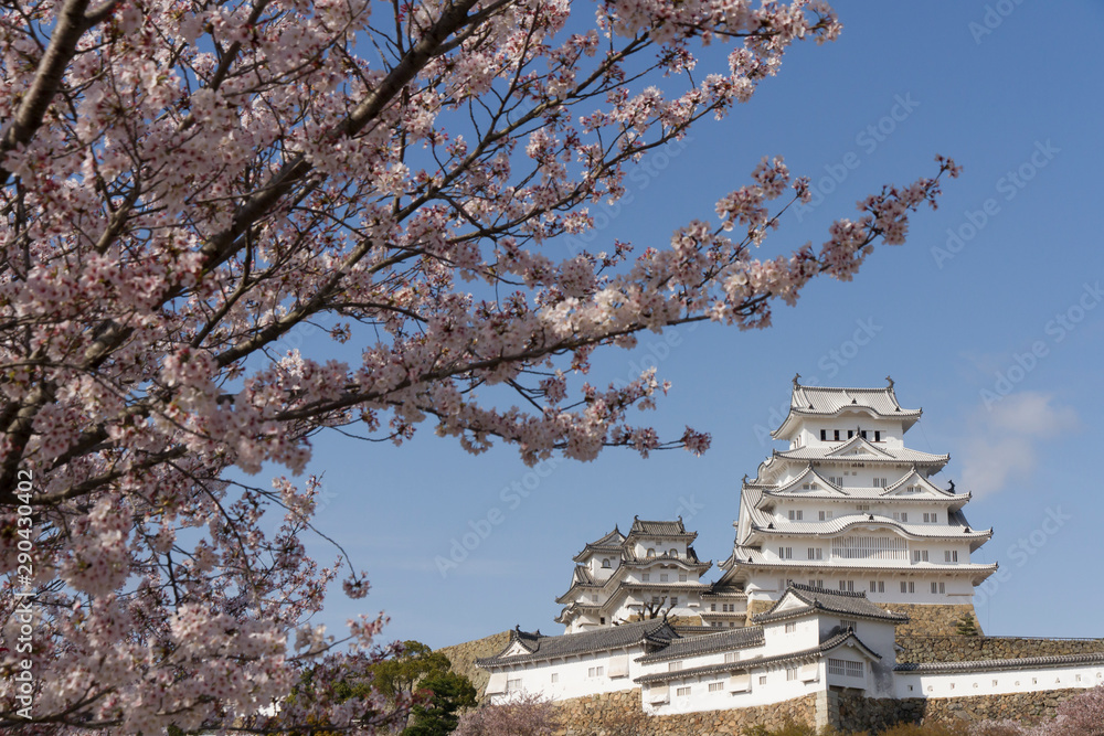 桜と姫路城