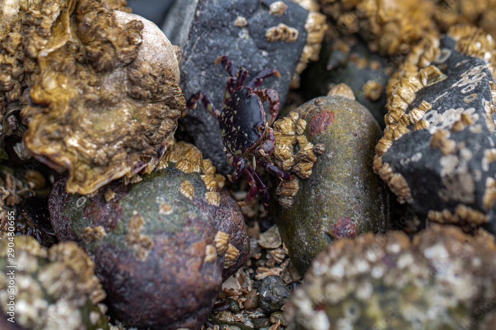 Obraz premium Beach crabs crawling around the rocks