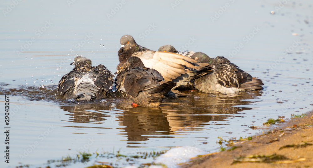 Wild pigeons in the water, swimming, lake in the early morning. Wild pigeons in the water, swimming, lake in the early morning.