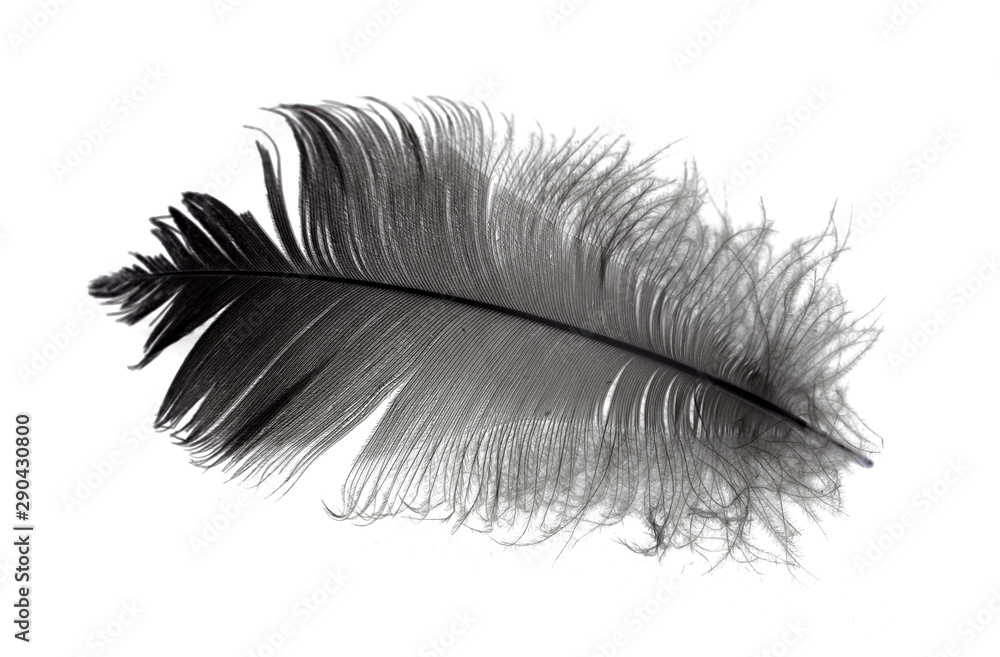 Abstract black feathers floating in the air. Black feather isolated on white background. Abstract black feathers floating in the air. Black feather isolated on white background.