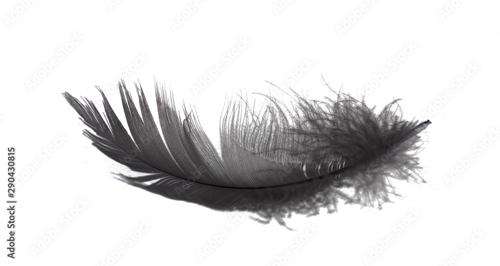 black feather on white background Stock Photo