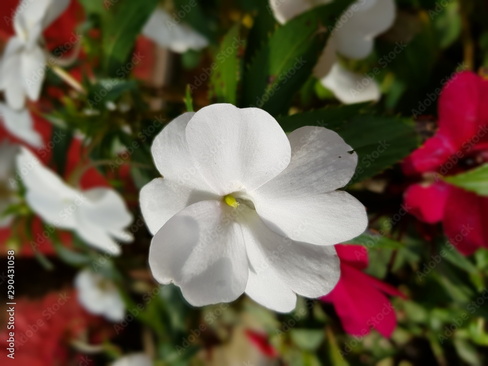 Obraz premium red flowers in garden
