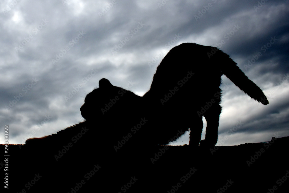 Fototapeta Silhouette of dark cat on evening sky. Рomeless cat goes on a fence.