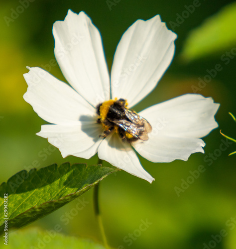 White flower. Cosmos, bumblebee on a flower.