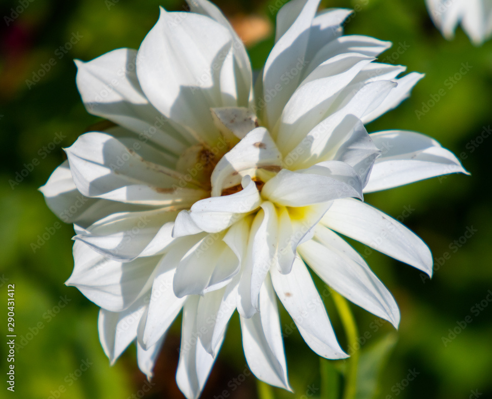 White Dahlia flower, blurred back green background, nature landscape. Sunny summer day. White Dahlia flower, blurred back green background, nature landscape. Sunny summer day.