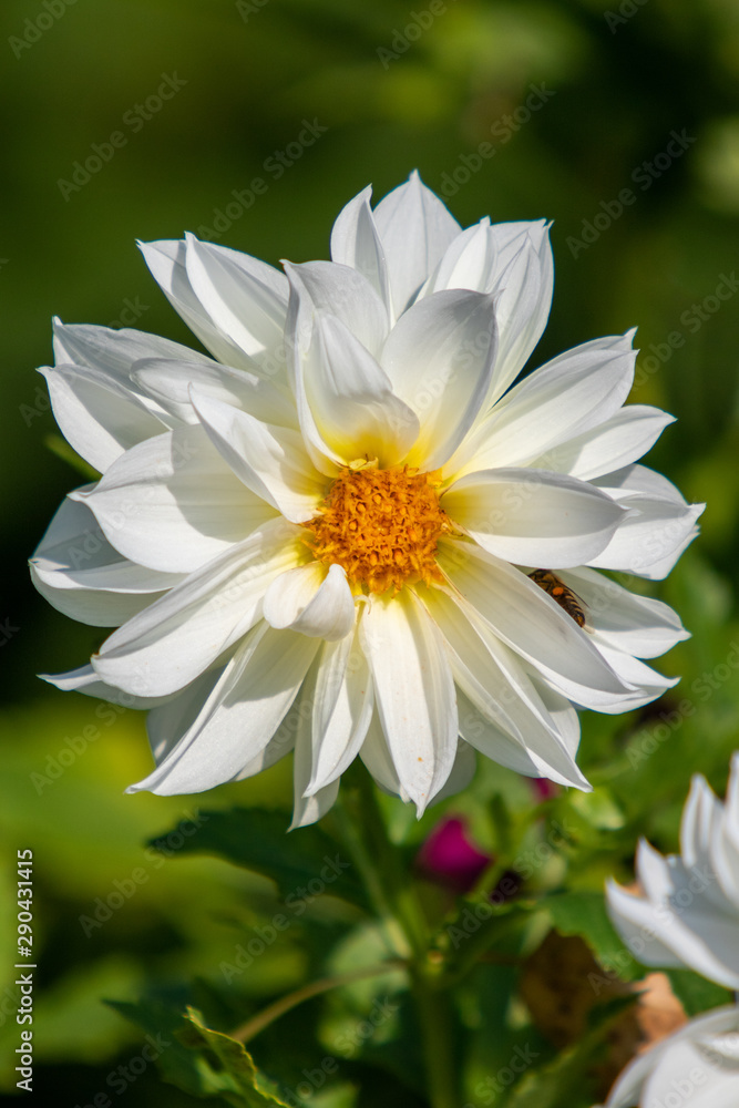 White Dahlia flower, blurred back green background, nature landscape. Sunny summer day. White Dahlia flower, blurred back green background, nature landscape. Sunny summer day.