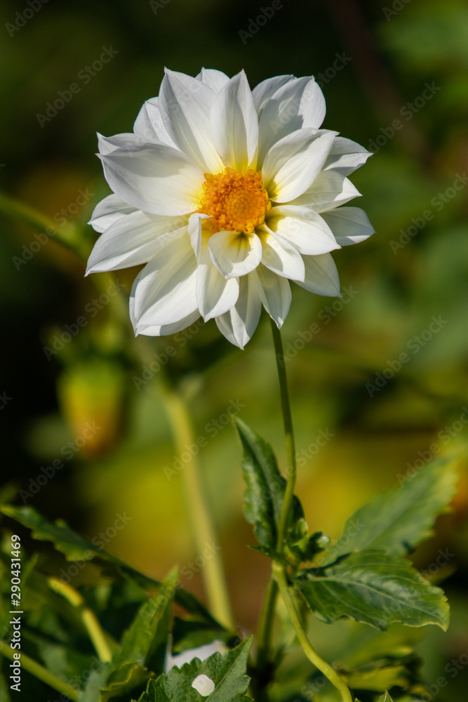 White Dahlia flower, blurred back green background, nature landscape. Sunny summer day. White Dahlia flower, blurred back green background, nature landscape. Sunny summer day.