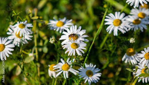 White daisy flowers on green grass  blurred bokeh background  daisy field on a sunny summer day  daisy blossom spring meadow season  natural wildflowers landscape.