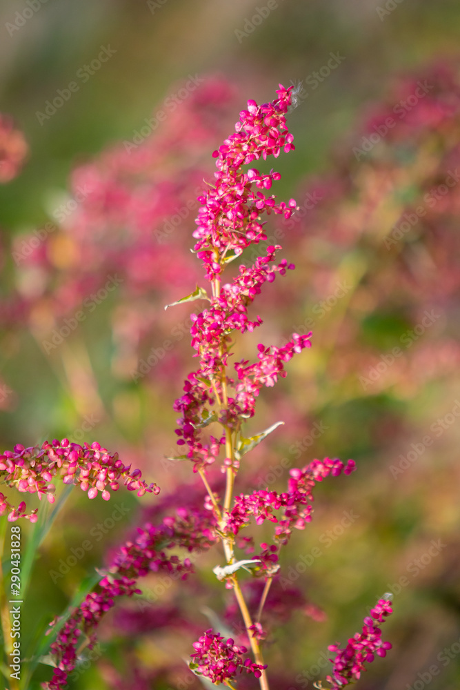 Bright raspberry light pink plant landscape nature. Bright raspberry light pink plant landscape nature.