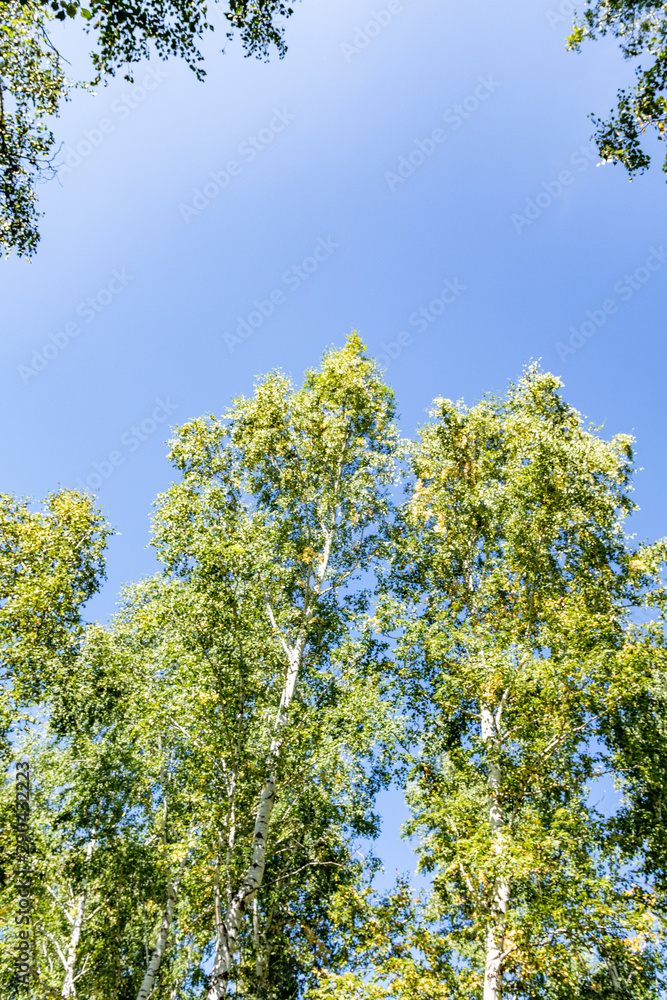 Green birch forest in the sky, summer nature landscape. Green birch forest in the sky, summer nature landscape.