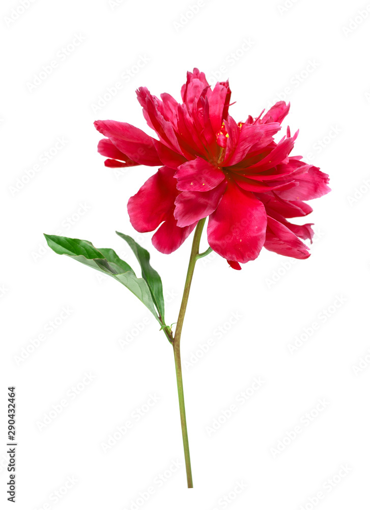 Bright flower peony, portrait, isolated on white background. Bright flower peony, portrait, isolated on white background.