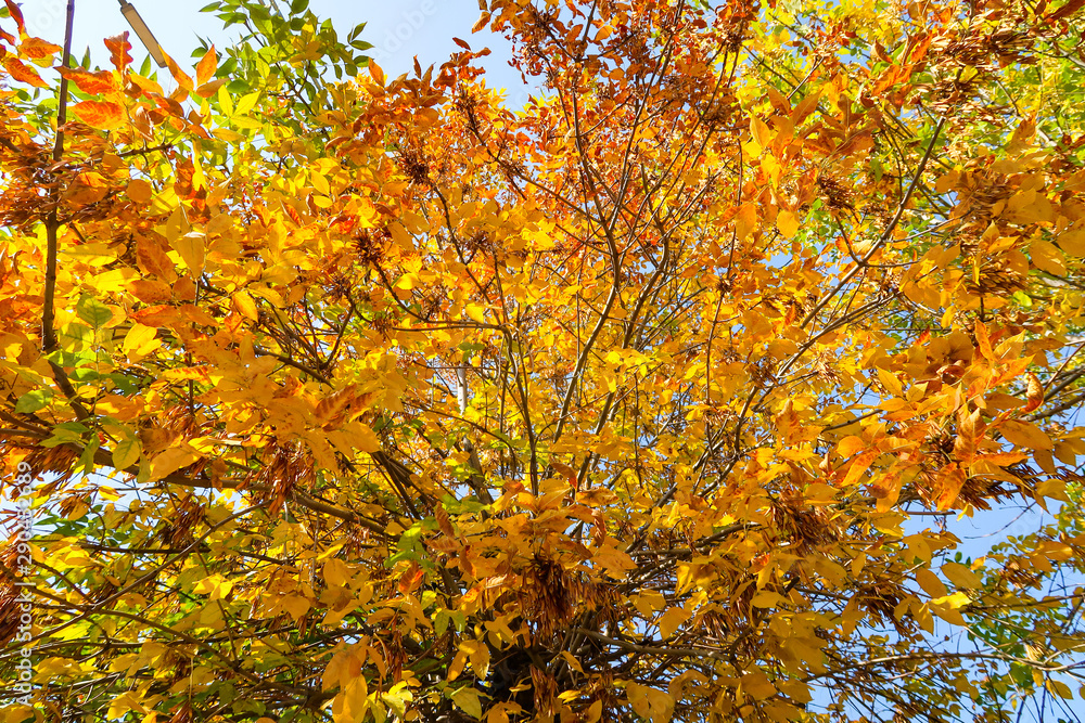 Yellow autumn leaves on a tree against a blue sky. Panorama landscape, angry yellow orange.