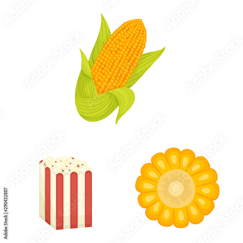 Vector design of maize and food sign. Set of maize and crop vector icon for stock.