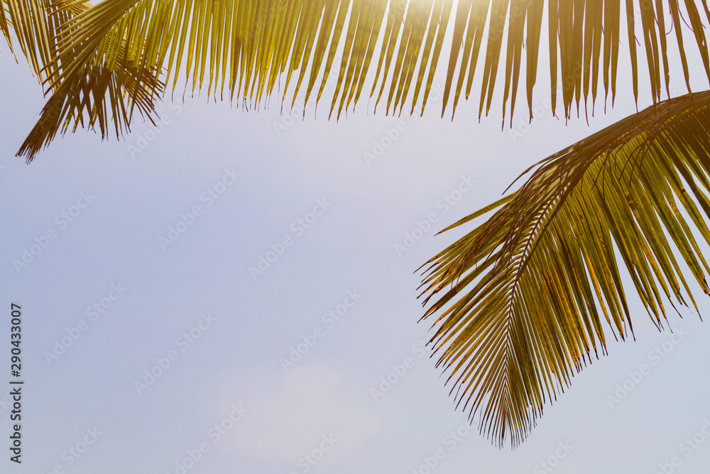 Bottom view leaves of coconut palm tree, toned sunlight. Ready background with copy space. Travel summer concept.