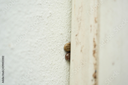 Two brown dog ticks on wall, The tick is hiding in the alley on the wall to lay egg © anant_kaset
