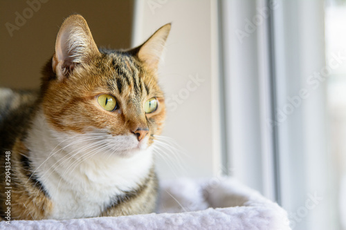 Tabby cat intensely looking out window 