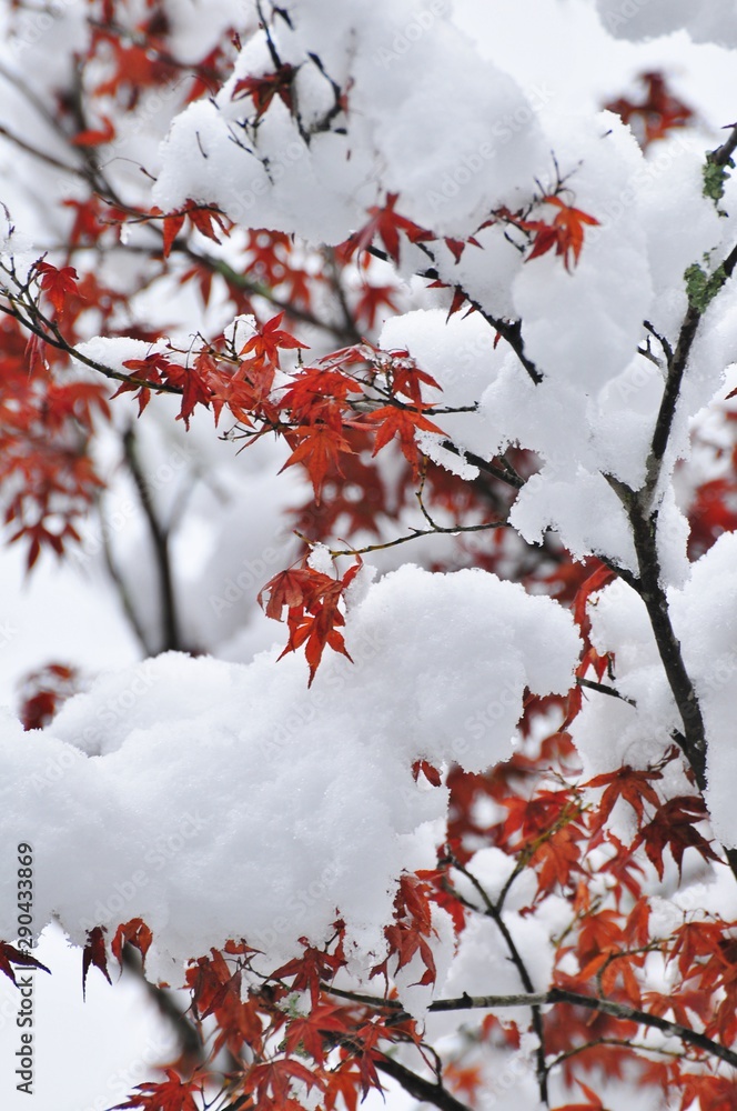紅葉の赤い葉に積もった雪です